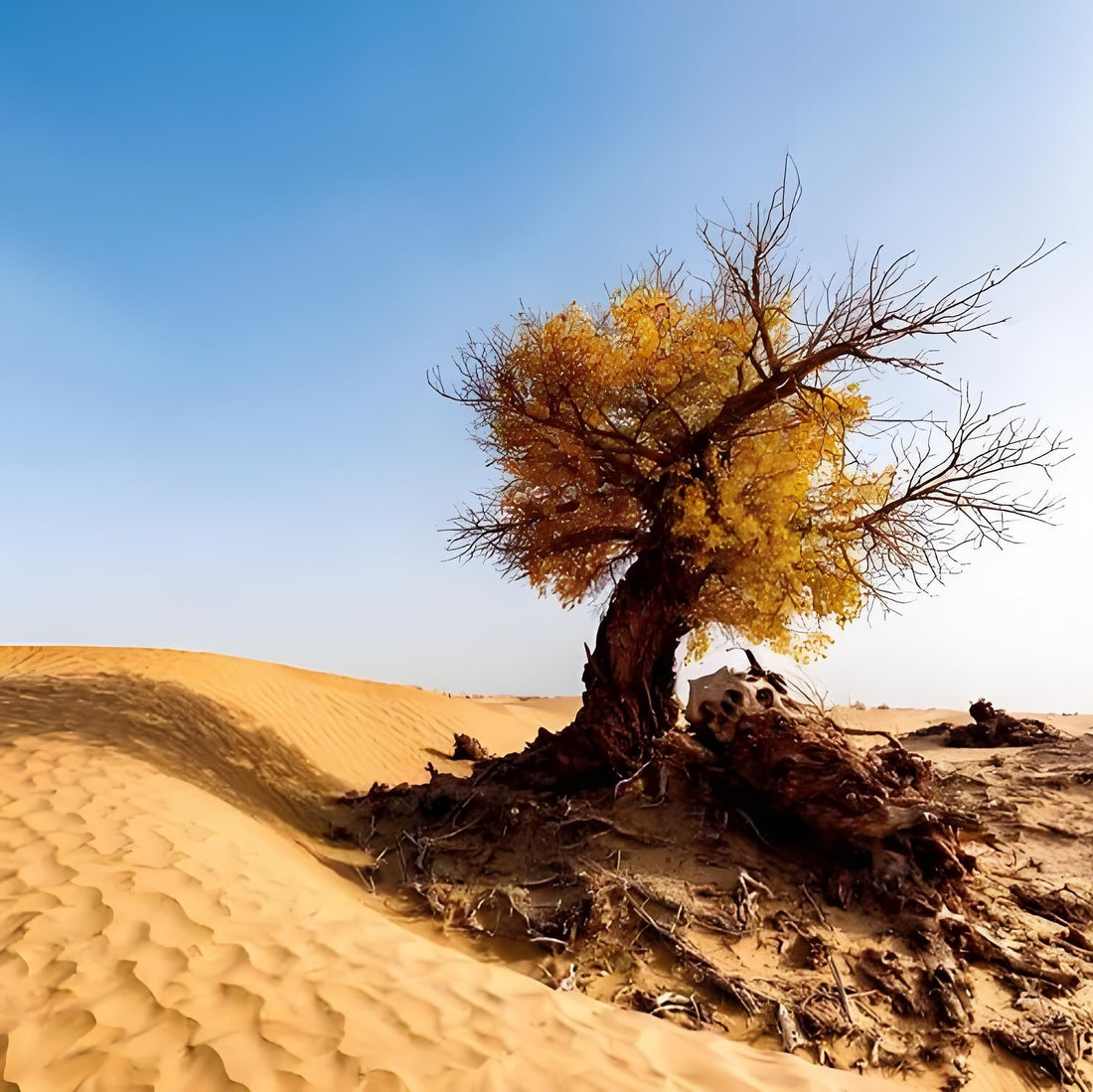 The Spirit of Poplar Forest: Discovering the Beauty of Xinjiang Desert Poplar Wood