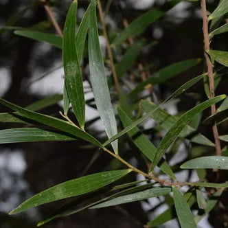 Acacia Wood: Strength, Warmth, and Everyday Living