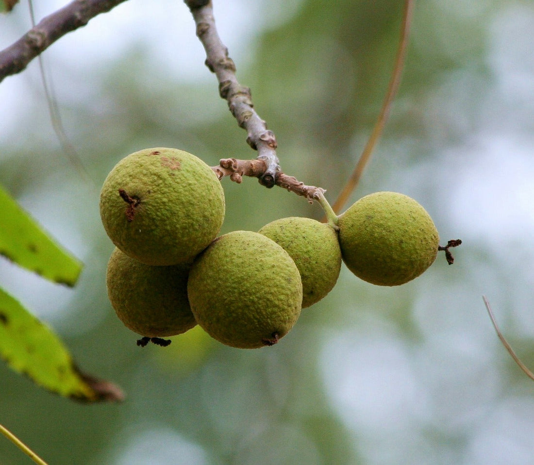 Black Walnut: The Wood That Grows More Beautiful With Time