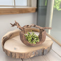 Xigura Patina handcrafted paulownia plant pot, main view in soft natural light for a warm, quiet home.